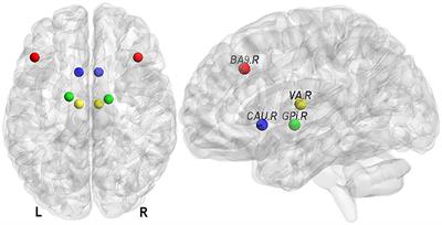 Altered Prefrontal–Basal Ganglia Effective Connectivity in Patients With Poststroke Cognitive Impairment
